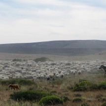 Gaucho working on sheep with the help of dogs